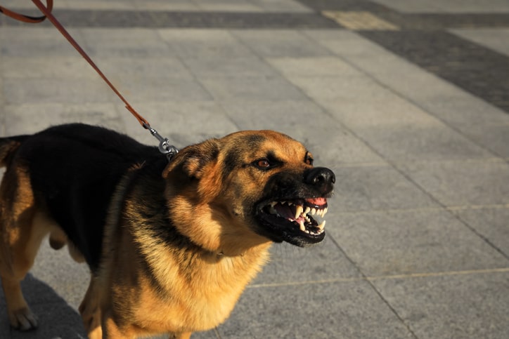 Trusted New York City Dog Bite Injury Attorneys